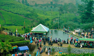 Agrowisata Kebun Teh Brebes