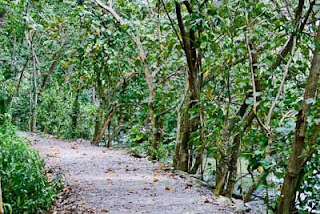 Sungei Buloh Wetland Reserve singapore